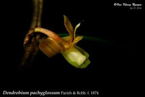 Dendrobium pachyglossum