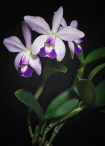 Cattleya violacea
