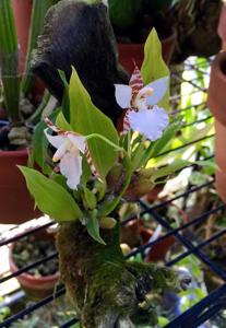 Rhynchostele ehrenbergii