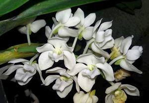 Rhynchostylis gigantea