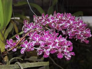 Rhynchostylis gigantea