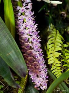 Rhynchostylis retusa