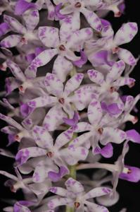 Rhynchostylis retusa
