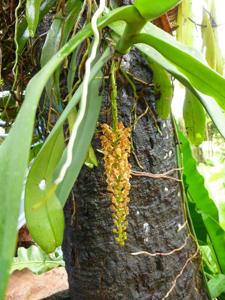 Robiquetia spathulata