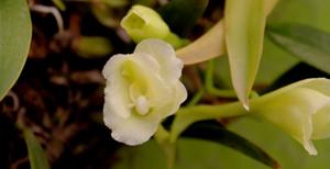 Rodriguezia granadensis