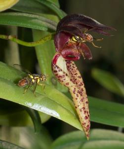 Bulbophyllum lasiochilum