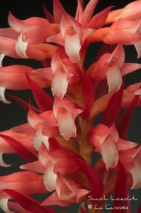 Sacoila lanceolata