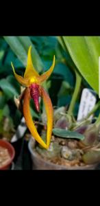 Bulbophyllum trigonosepalum