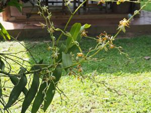 Trichoglottis dawsoniana