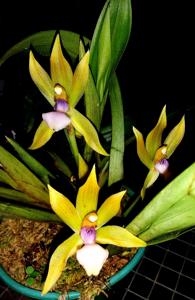 Chaubardia heteroclita