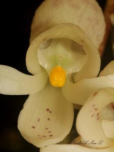 Schlimia alpina