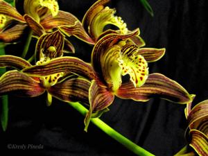 Cymbidium tracyanum