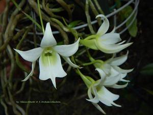 Sobennikoffia robusta