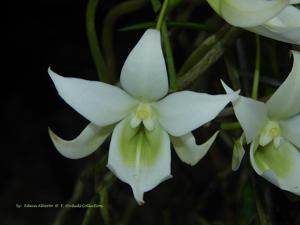 Sobennikoffia robusta