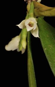 Biermannia bimaculata