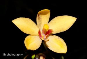Spathoglottis aurea