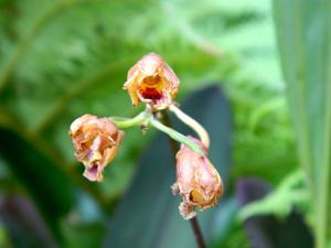 Bifrenaria vitellina