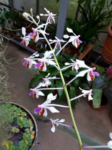 Vanda lamellata var. boxallii