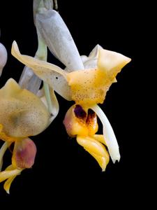 Stanhopea connata