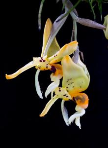 Stanhopea embreei