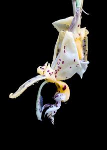 Stanhopea frymirei