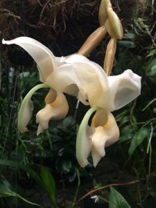 Stanhopea reichenbachiana
