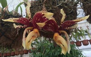 Stanhopea tigrina