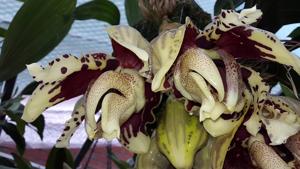 Stanhopea tigrina var. nigroviolacea