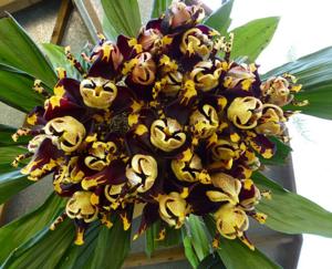 Stanhopea tigrina var. nigroviolacea