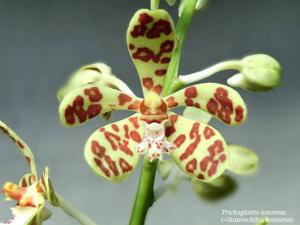 Trichoglottis ionosma