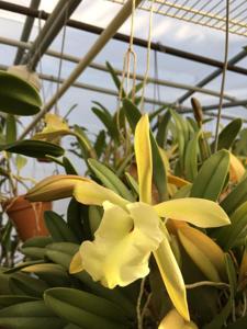 Rhyncholaelia glauca