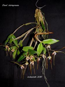 Dendrobium tetragonum