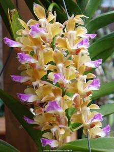 Aerides houlletiana