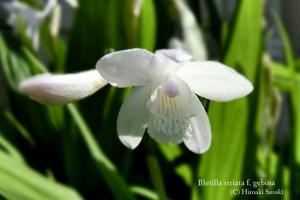 Bletilla striata f. gebina