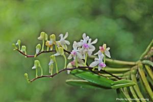 Stereochilus dalatensis