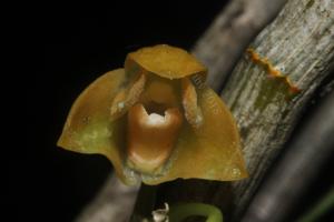 Dendrobium farinatum