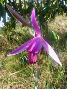 Cleistes costaricensis