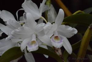 Guarianthe skinneri
