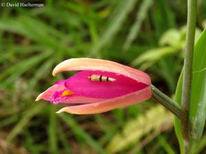 Cleistes costaricensis