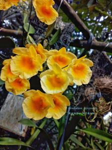 Dendrobium lindleyi
