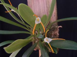 Masdevallia attenuata