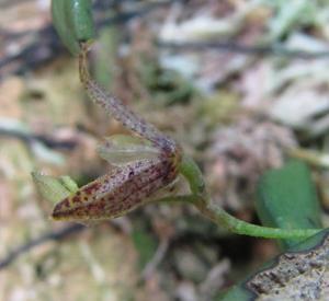 Acianthera klingelfusii