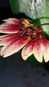 Bulbophyllum lepidum