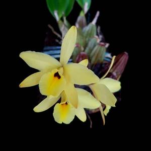 Laelia aurea