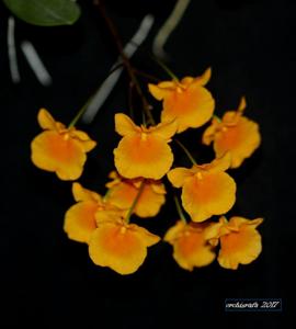 Dendrobium lindleyi