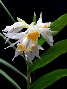 Thunia alba var. alba