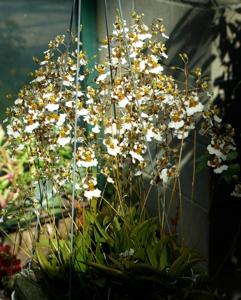 Tolumnia variegata