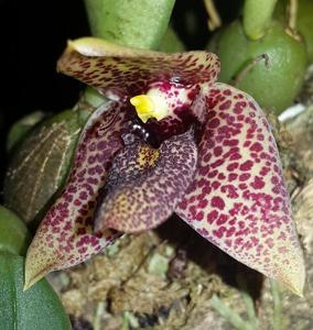 Bulbophyllum disciflorum