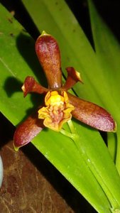 Prosthechea livida