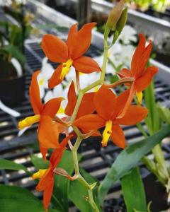 Prosthechea vitellina